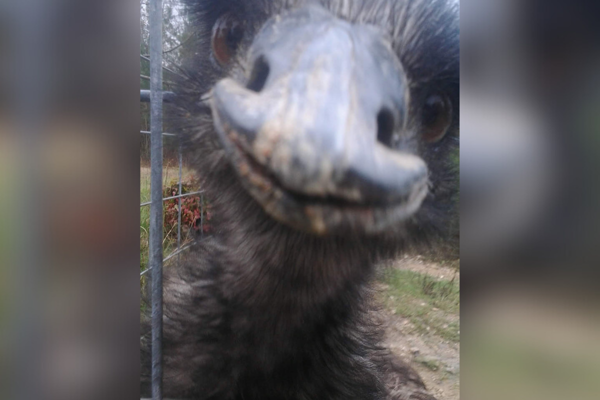 Emu Getting Scared WATCH: Emu's Great Escape in Alabama (She's Back Home Now) - Camping Marie