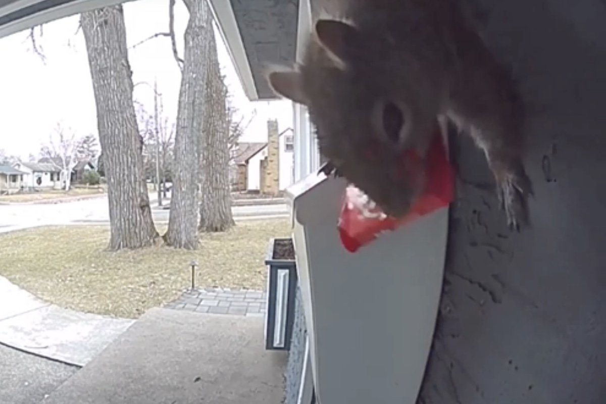 Squirrel Rings Floating Caught on Ring Cam: Squirrel Steals Candy Bar From Mailbox - Camping Marie
